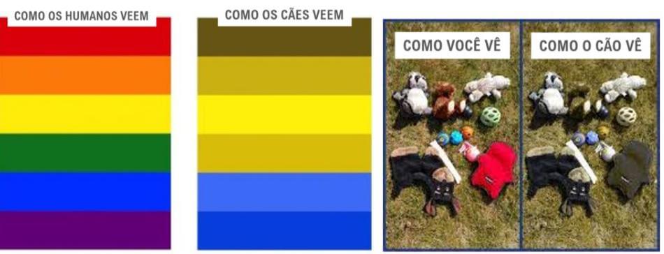 Você possui a visão de qual animal?